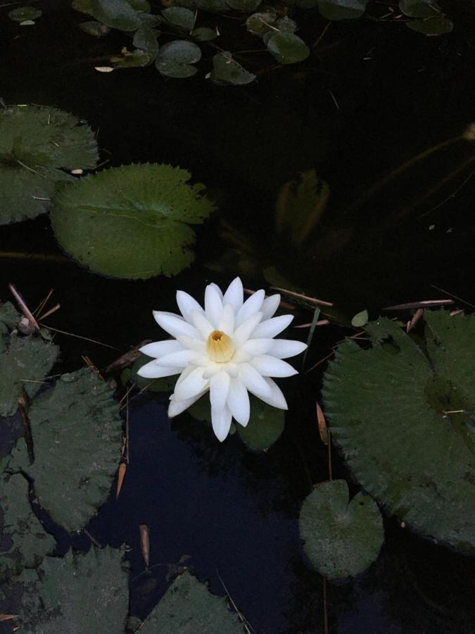 White Butterfly - A Countryside Homestay トリバンドラム エクステリア 写真